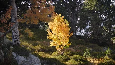 Yellow tree 45 Stock Footage 167071802