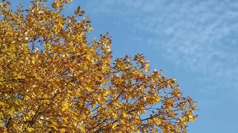 Yellow tree and clouds Stock Footage 103829566