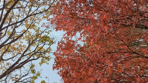 A yellow tree and a red tree blow around in the wind Stock Footage 290792635