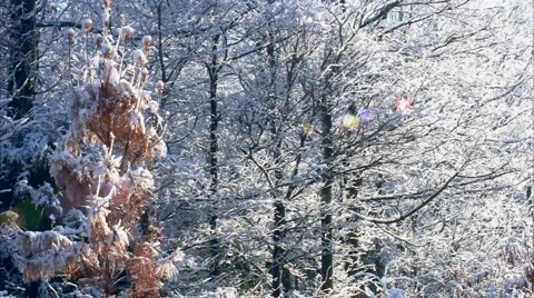 Yellow tree and snow Stock-Footage 1052112