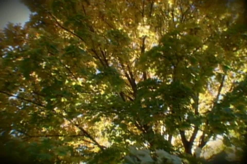 Yellow Tree and the sun Stock Footage 150555