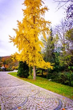 A yellow tree in Atatürk Arboretum. Autumn effects on the yellow tree. Stock Photos