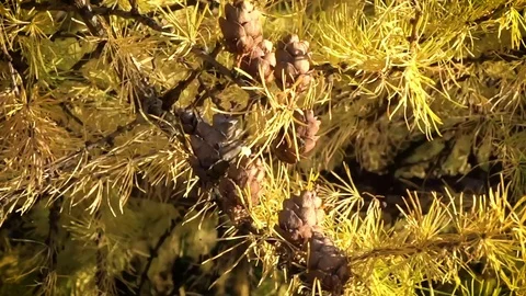 Yellow Tree in Autumn Видео 128882077