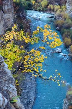 Yellow tree on the background of a blue river Stock Photos