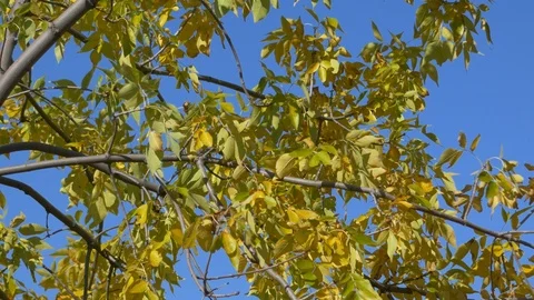 Yellow tree on a background of blue sky Video stock 117548993