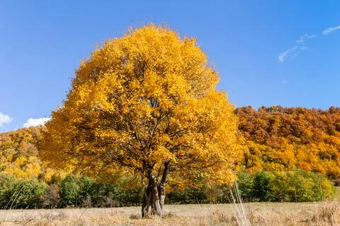 A yellow tree on the background of a colored forest. Beautiful autumn. Stock Photos