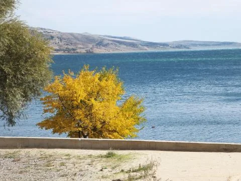 Yellow tree, on the background of the lake Stock Photos