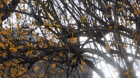 Yellow tree backlit with focus pull Stockbeeldmateriaal 127578968