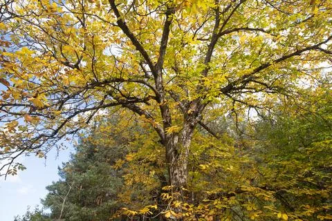 Yellow tree in Bansko in Bulgaria in fall Stock Photos