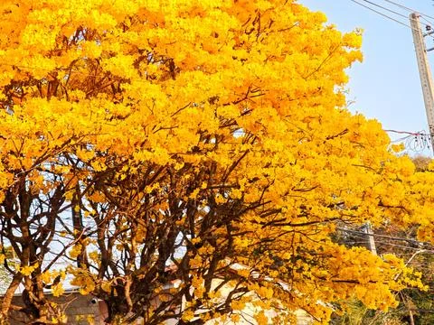 Yellow Tree in Bloom Stock Photos