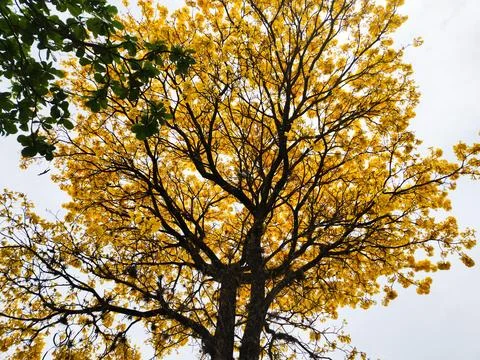 Yellow Tree in Bloom - Spring Stock Photos