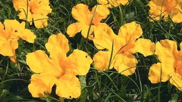 Yellow tree blossoms lying on the grass. Slow motion trucking shot. Thailand. Stock Footage 86060739