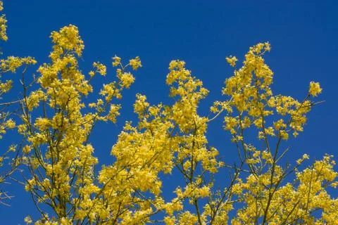 Yellow Tree Blossoms Stock Photos