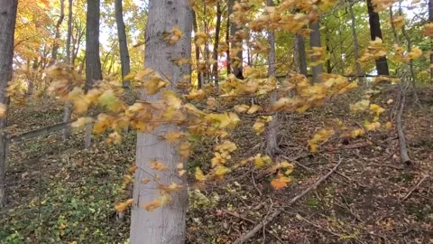 Yellow tree blowing in autumn 스톡 동영상 219635107