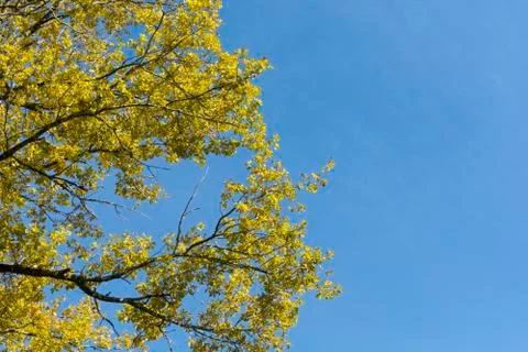 Yellow tree with blue sky Stock Photos