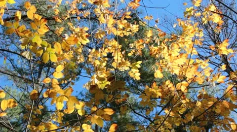 Yellow Tree Branches Stock Footage 12585078