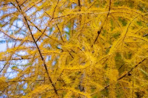Yellow tree branches Stock Photos