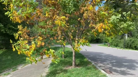 Yellow tree in calm day, branches moving in the wind Stock Footage 212173119