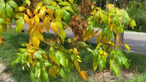 Yellow tree in calm day, branches moving in the wind Stock Footage 212173120