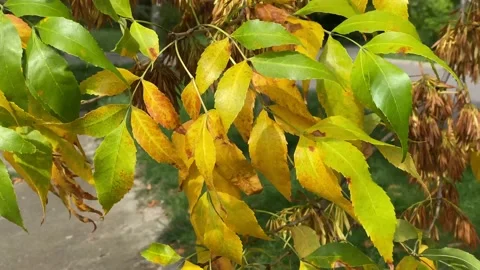 Yellow tree in calm day, branches moving in the wind Stock Footage 212173121