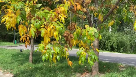 Yellow tree in calm day, branches moving in the wind Stock Footage 212173126
