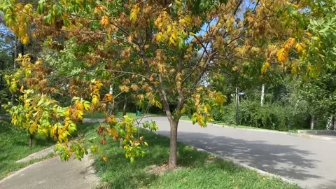 Yellow tree in calm day, branches moving in the wind Stock Footage 212173137