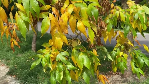 Yellow tree in calm day, branches moving in the wind Stock Footage 212173170