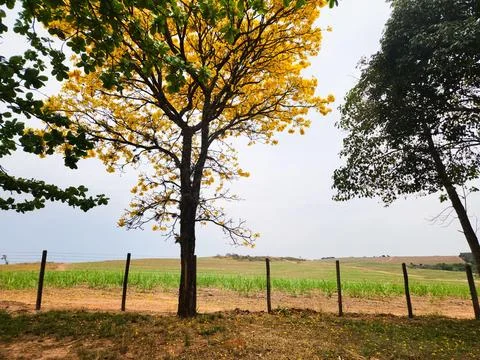 Yellow Tree in Campo Verde Stock Photos