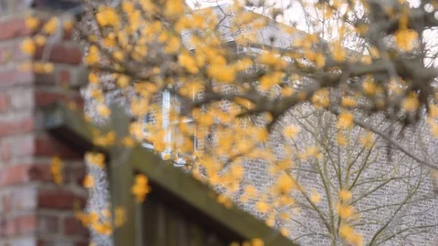Yellow tree in city, robin flies into shot Stock Footage