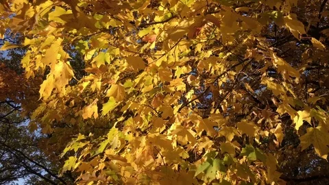 Yellow Tree Close Up in Fall Vidéo 80845904