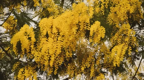 Yellow Tree Close Up Stock Footage 47778502