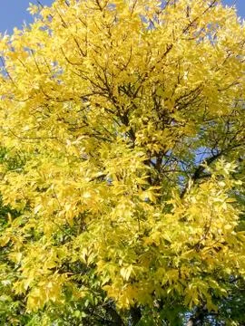 Yellow tree crown. Photos
