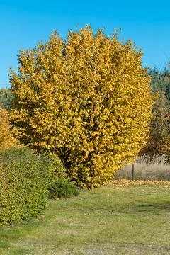 Yellow tree crowns Foto stock