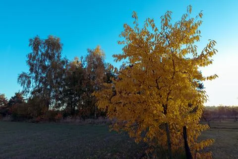 Yellow tree crowns Foto stock