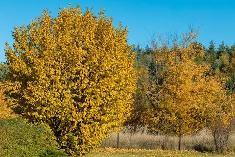 Yellow tree crowns Foto stock