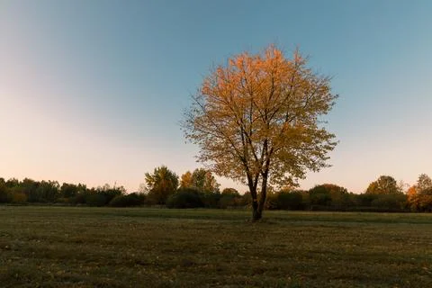 Yellow tree crowns 스톡 사진