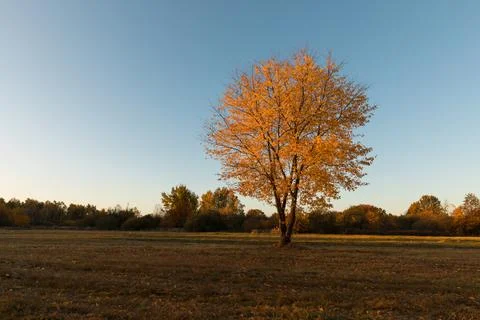 Yellow tree crowns Foto stock