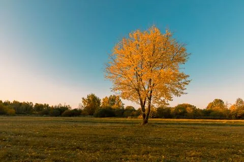 Yellow tree crowns 스톡 사진