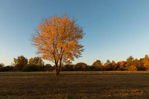 Yellow tree crowns Foto stock