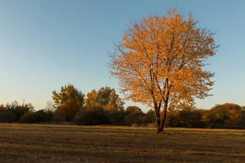 Yellow tree crowns 스톡 사진
