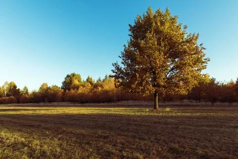 Yellow tree crowns Foto stock