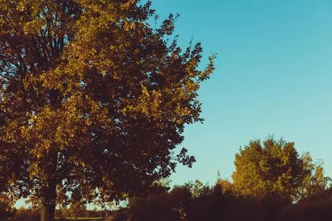 Yellow tree crowns Foto stock