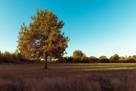 Yellow tree crowns Foto stock