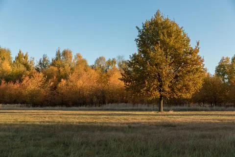 Yellow tree crowns Foto stock