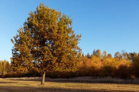 Yellow tree crowns Foto stock