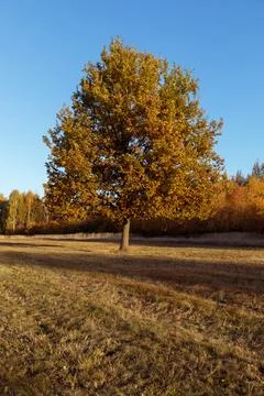 Yellow tree crowns 스톡 사진