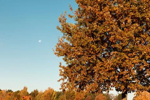 Yellow tree crowns 스톡 사진