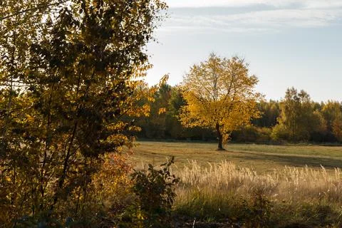 Yellow tree crowns Foto stock