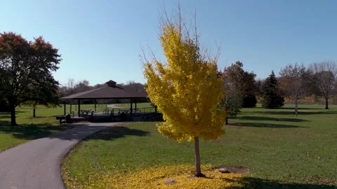 Yellow tree fall 180 Stock Footage 134950171