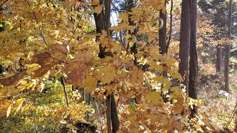 Yellow tree in fall blowing in a strong wind 스톡 동영상 220523994